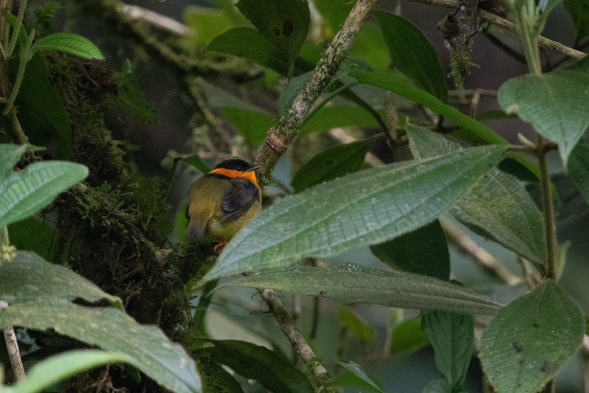 Orange-collared Manakin - ML613069422