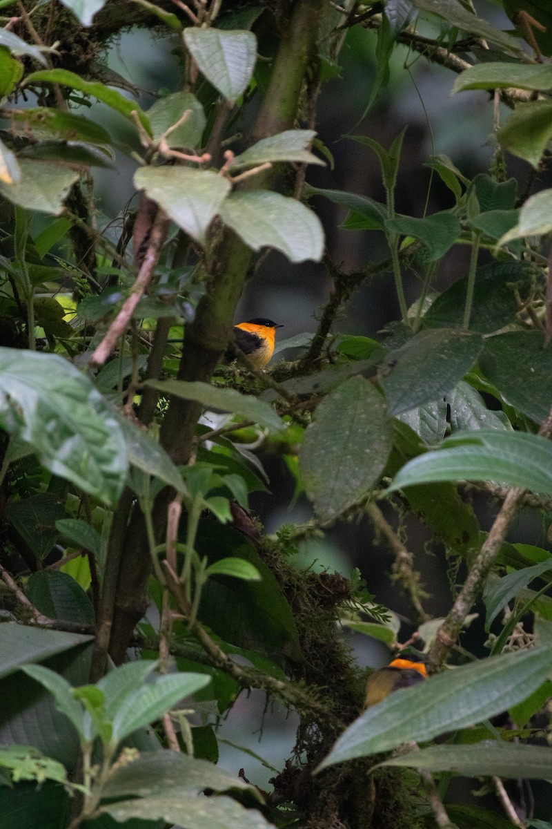 Orange-collared Manakin - ML613069423