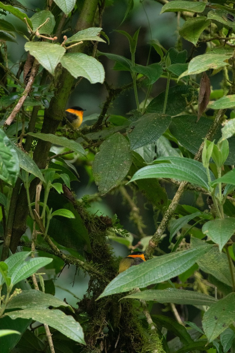 Orange-collared Manakin - ML613069424