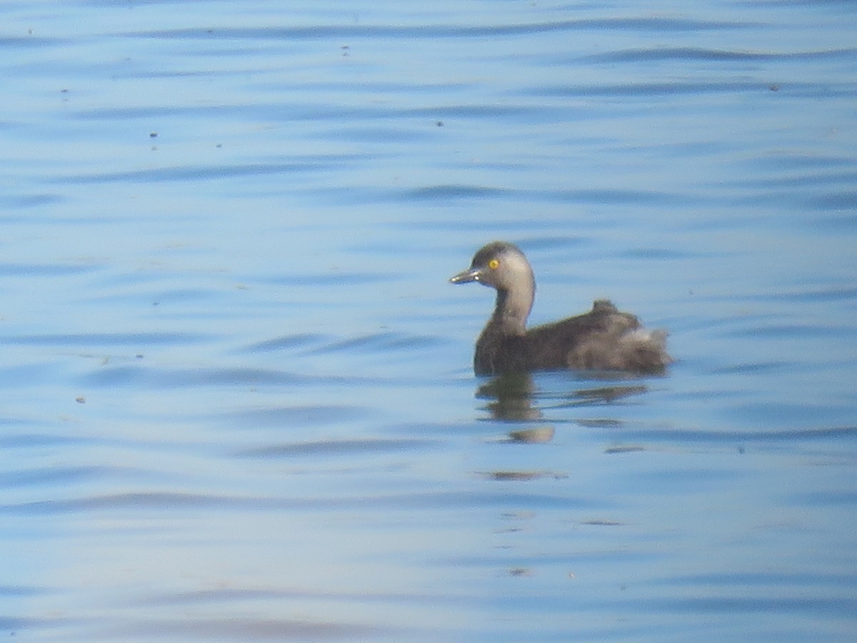 Least Grebe - Thomas Bruce