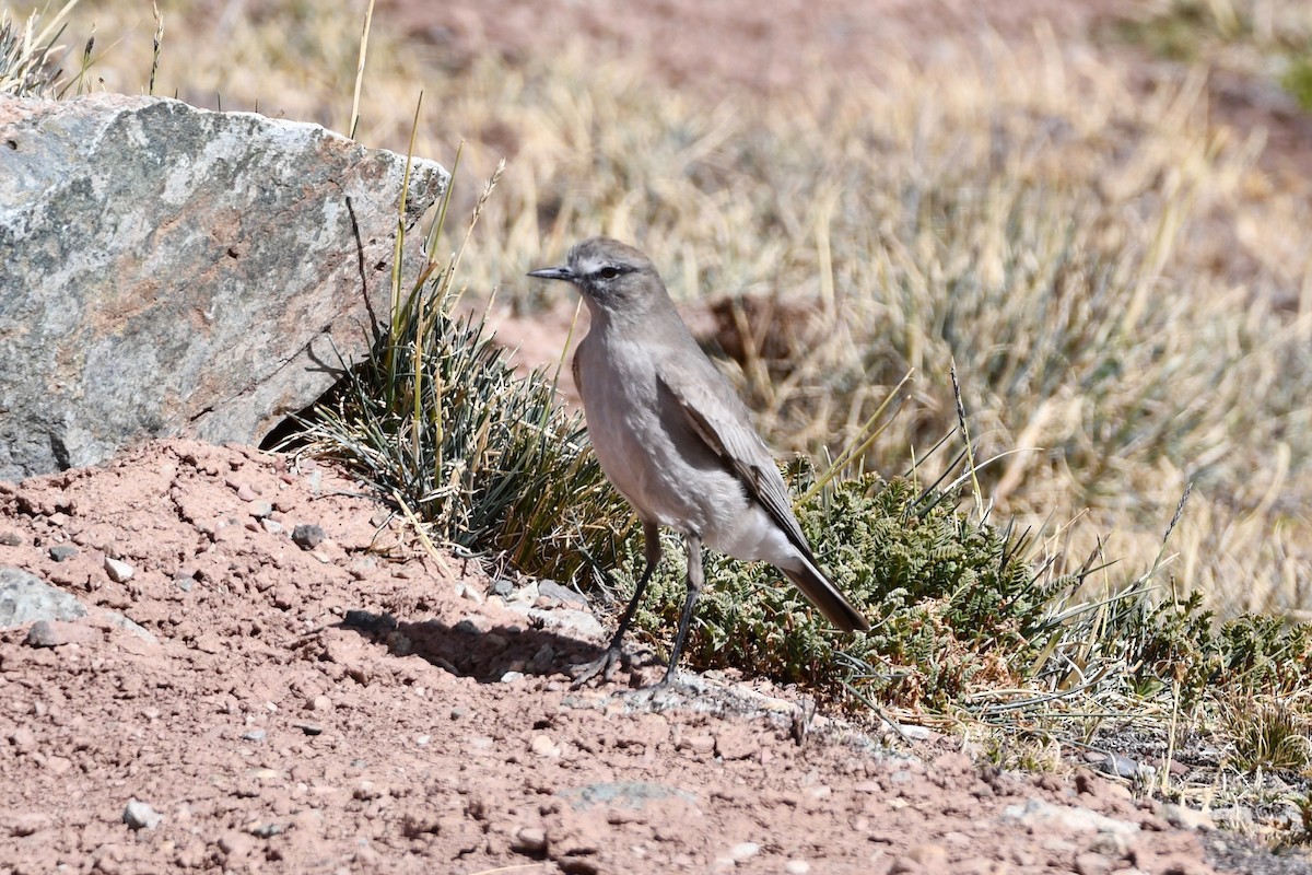 White-fronted Ground-Tyrant - Erik Atwell