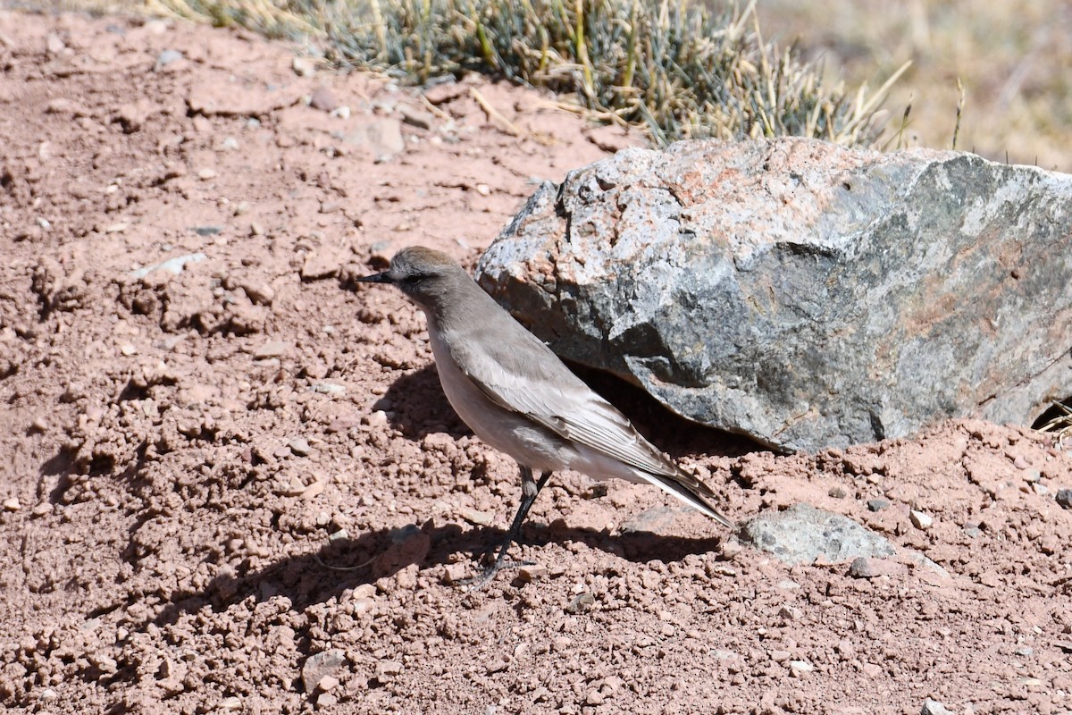 White-fronted Ground-Tyrant - Erik Atwell