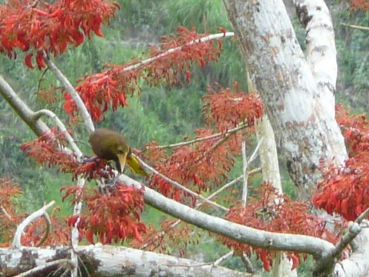 Dusky-green Oropendola - Pierina A. Bermejo