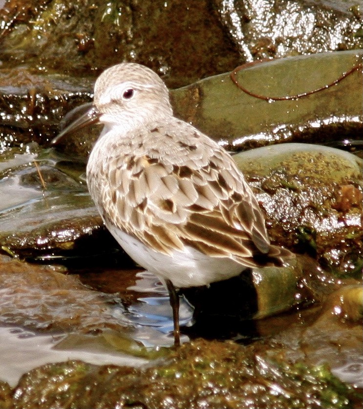 White-rumped Sandpiper - ML613069625