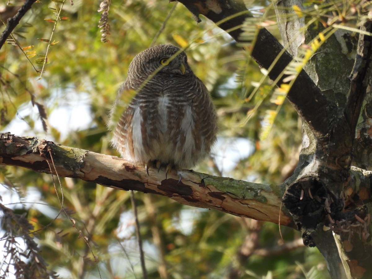 Asian Barred Owlet - ML613069664
