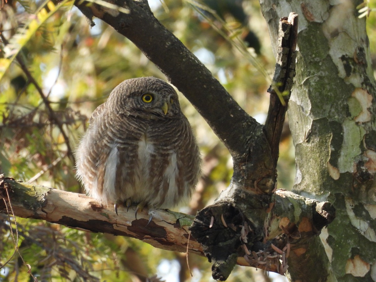 Asian Barred Owlet - ML613069669