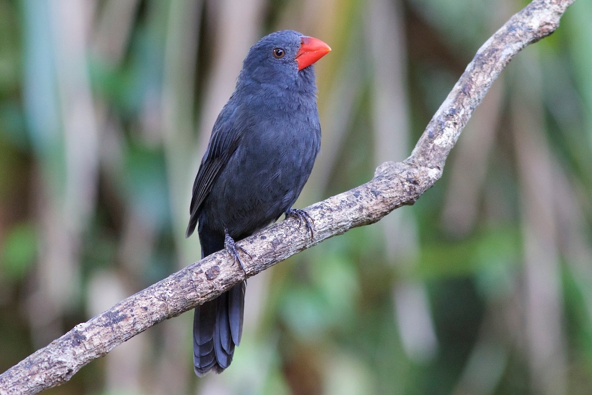 Black-throated Grosbeak - Luiz Matos