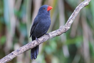 Black-throated Grosbeak