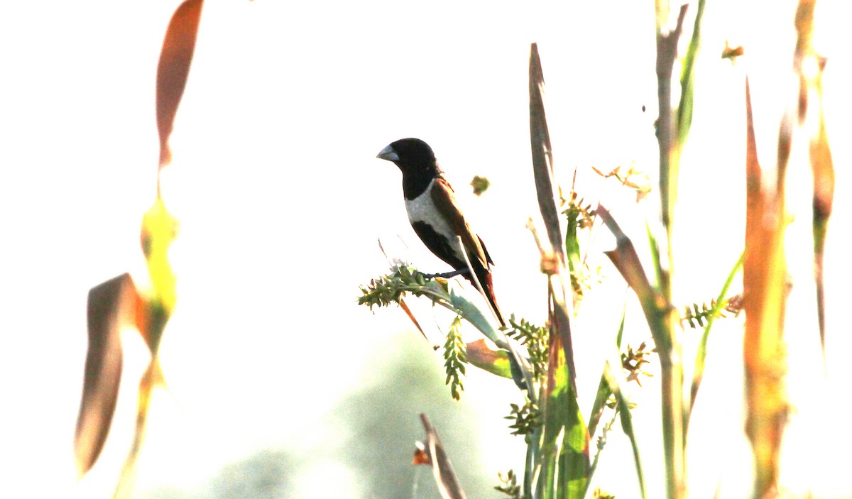 Tricolored Munia - ML613069818