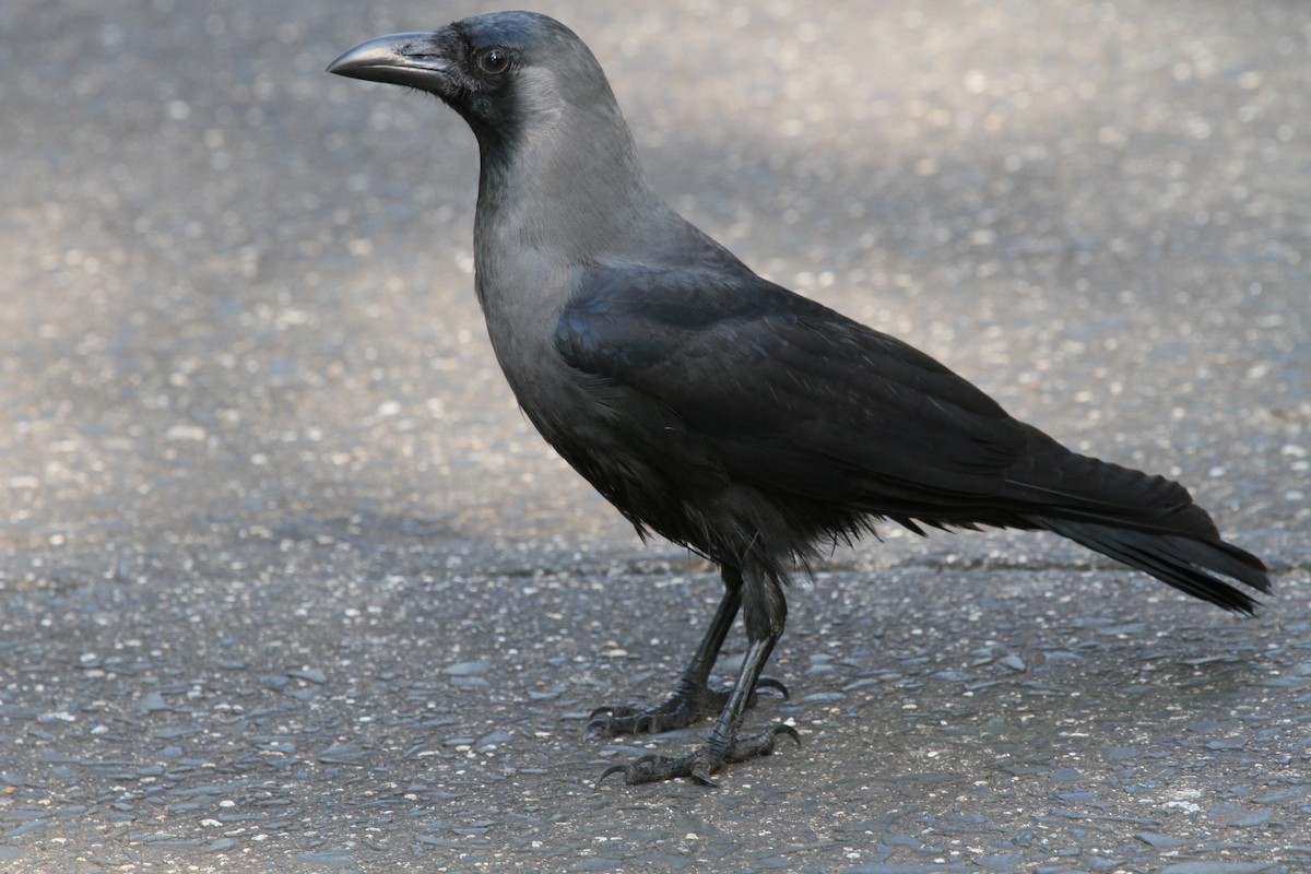 House Crow - ML613069877