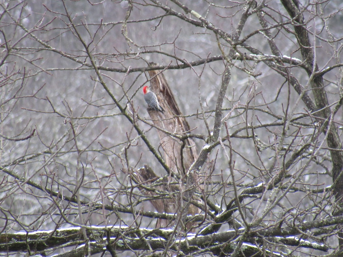 Red-bellied Woodpecker - ML613069926