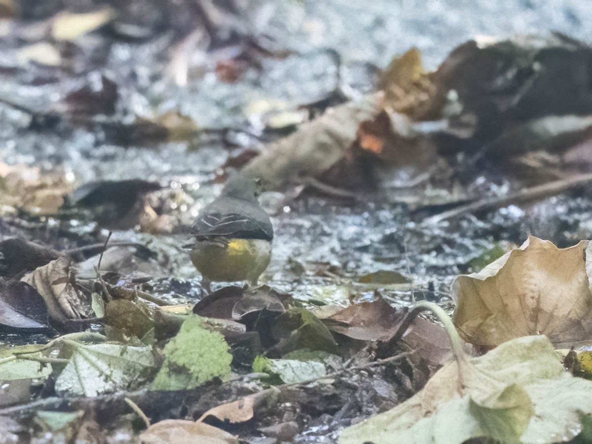 Gray Wagtail - ML613069962