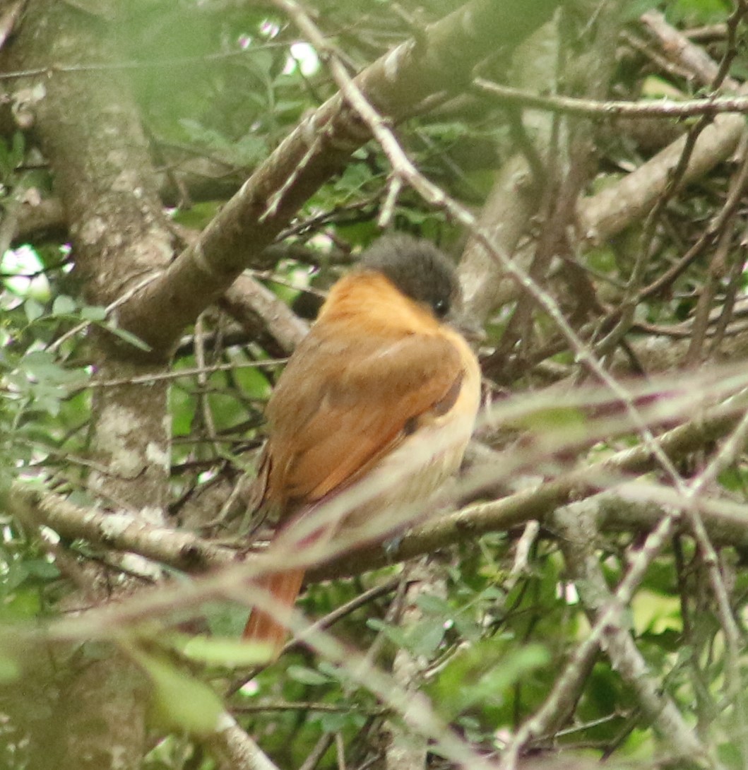 Rose-throated Becard - ML613069990