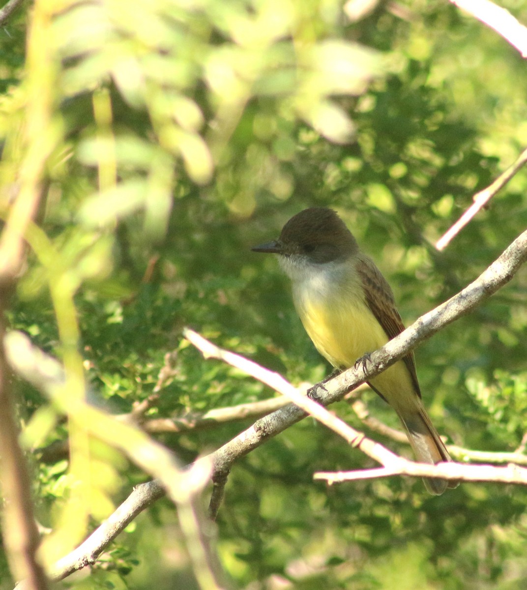 Dusky-capped Flycatcher - ML613070005