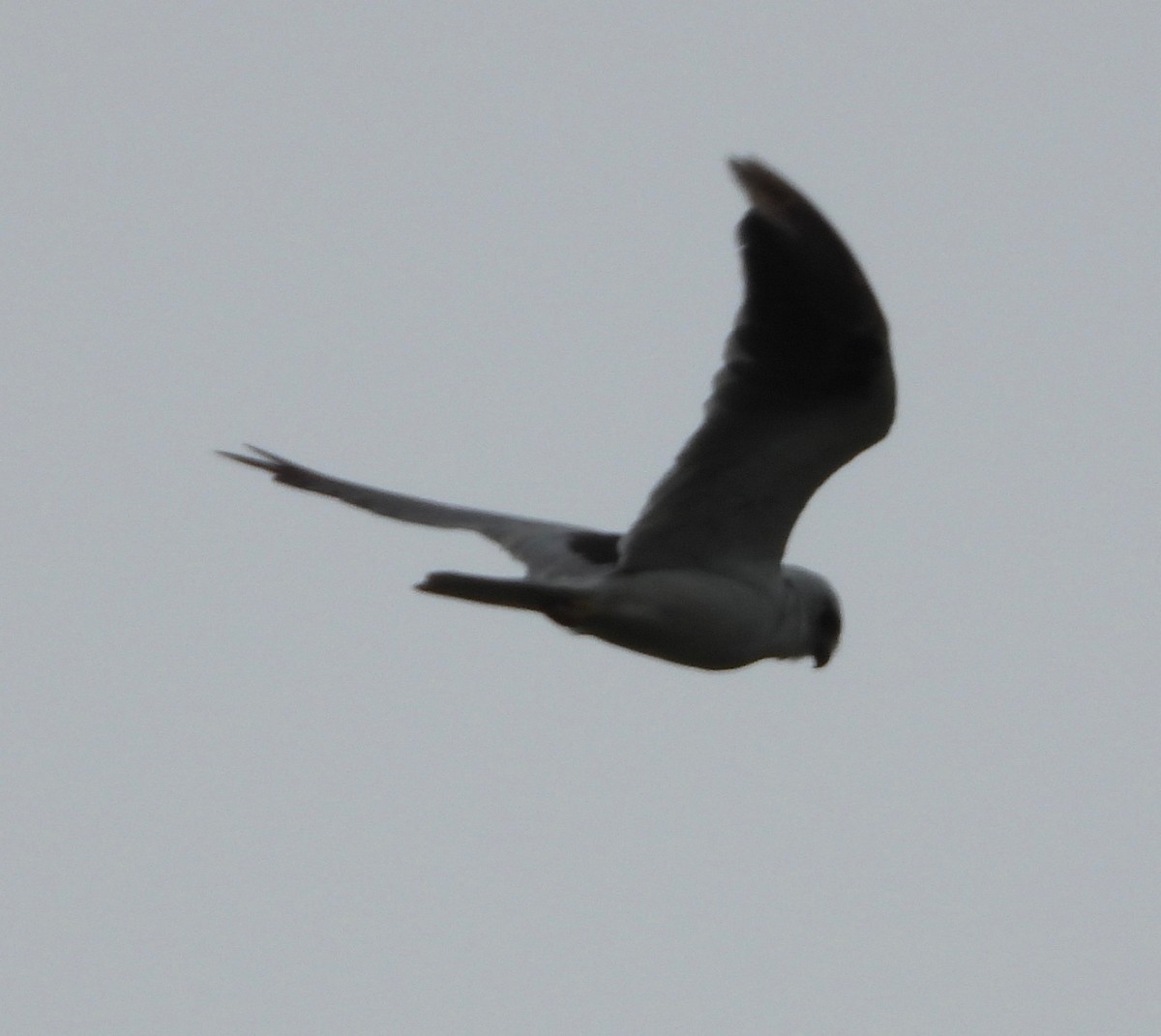 Black-shouldered Kite - Ted Elks