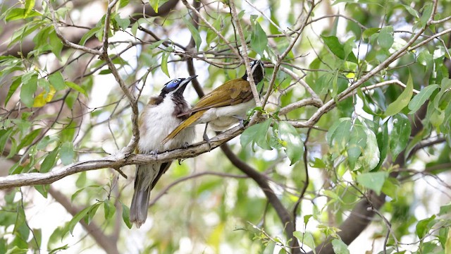 Blue-faced Honeyeater (Blue-faced) - ML613070029