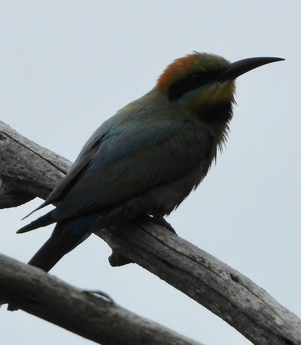 Rainbow Bee-eater - Ted Elks