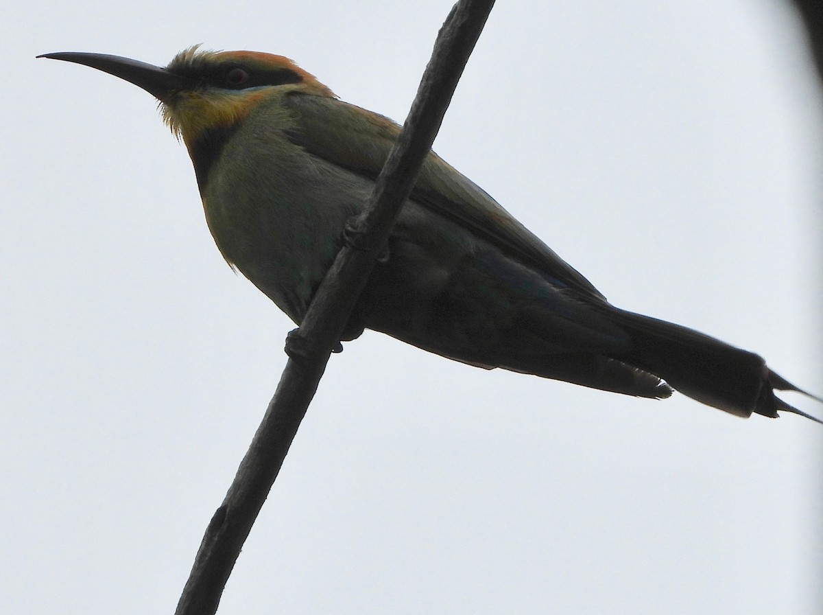 Rainbow Bee-eater - Ted Elks