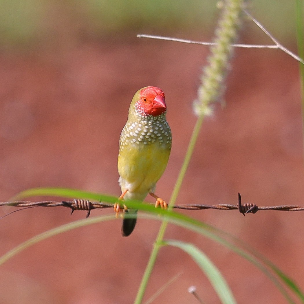 Star Finch - ML613070056