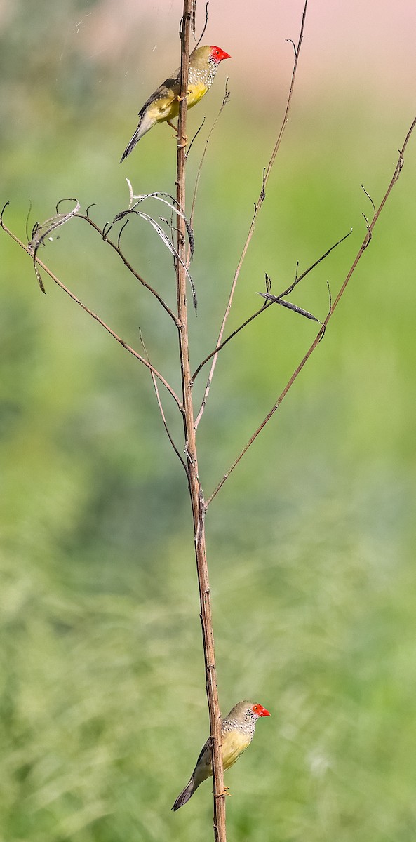 Star Finch - ML613070057