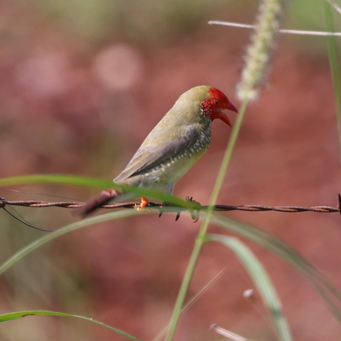 Star Finch - ML613070058