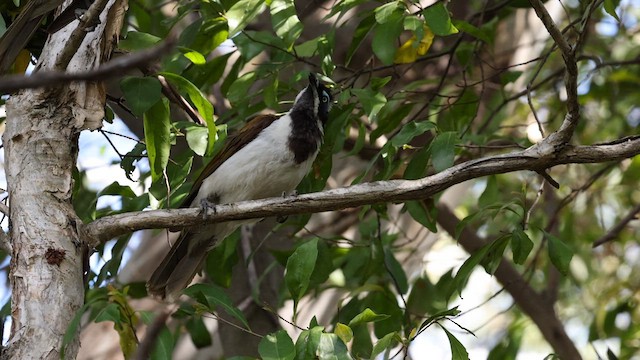 Mielero Cariazul (grupo cyanotis) - ML613070065