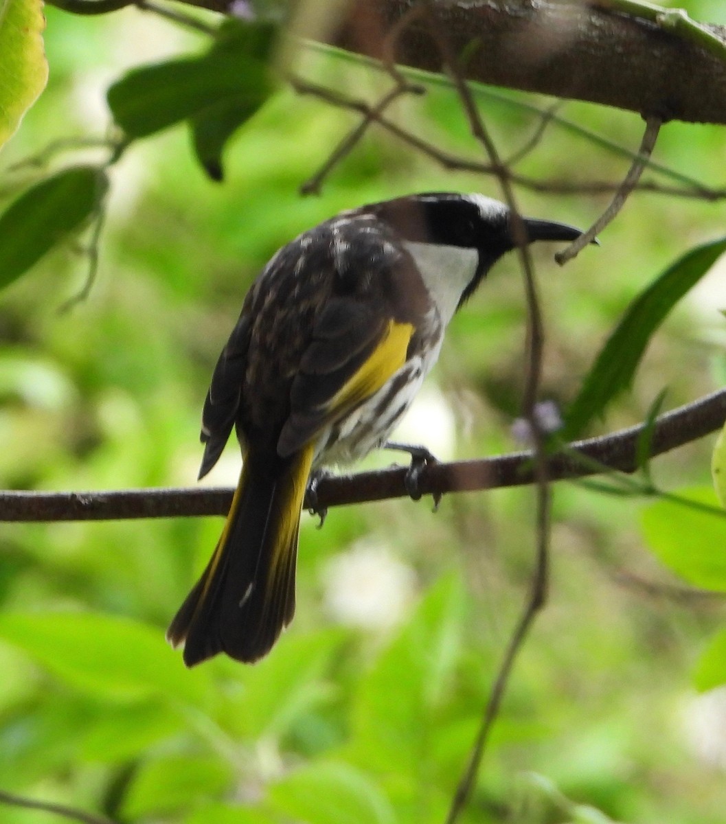 White-cheeked Honeyeater - Ted Elks