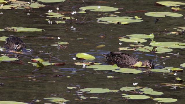 Canard à sourcils - ML613070117