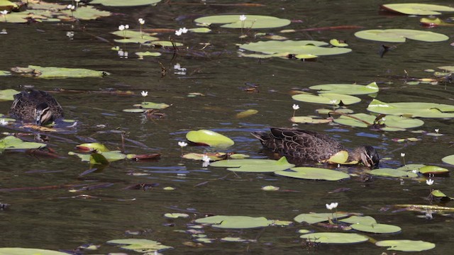 Pacific Black Duck - ML613070117