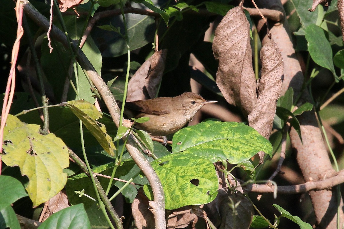 褐頭鷦鶯 - ML613070120