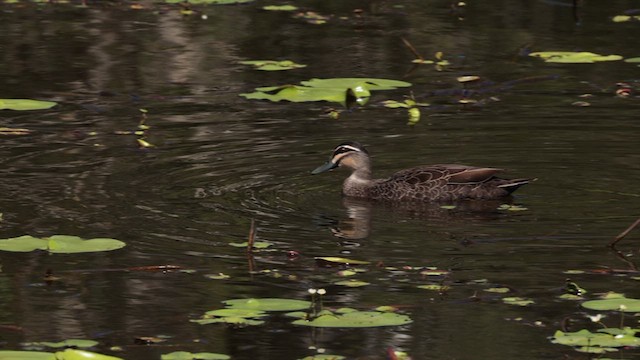 Canard à sourcils - ML613070127