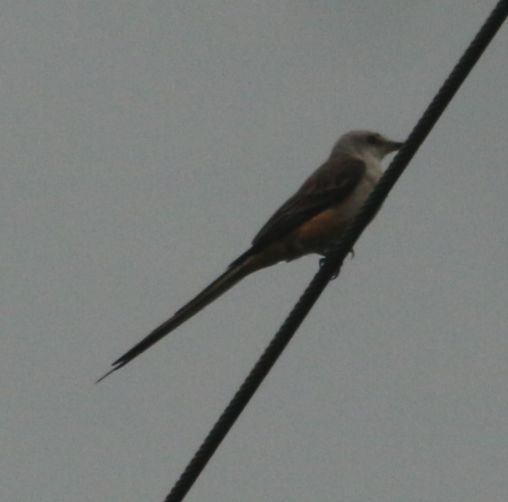 Scissor-tailed Flycatcher - ML613070136