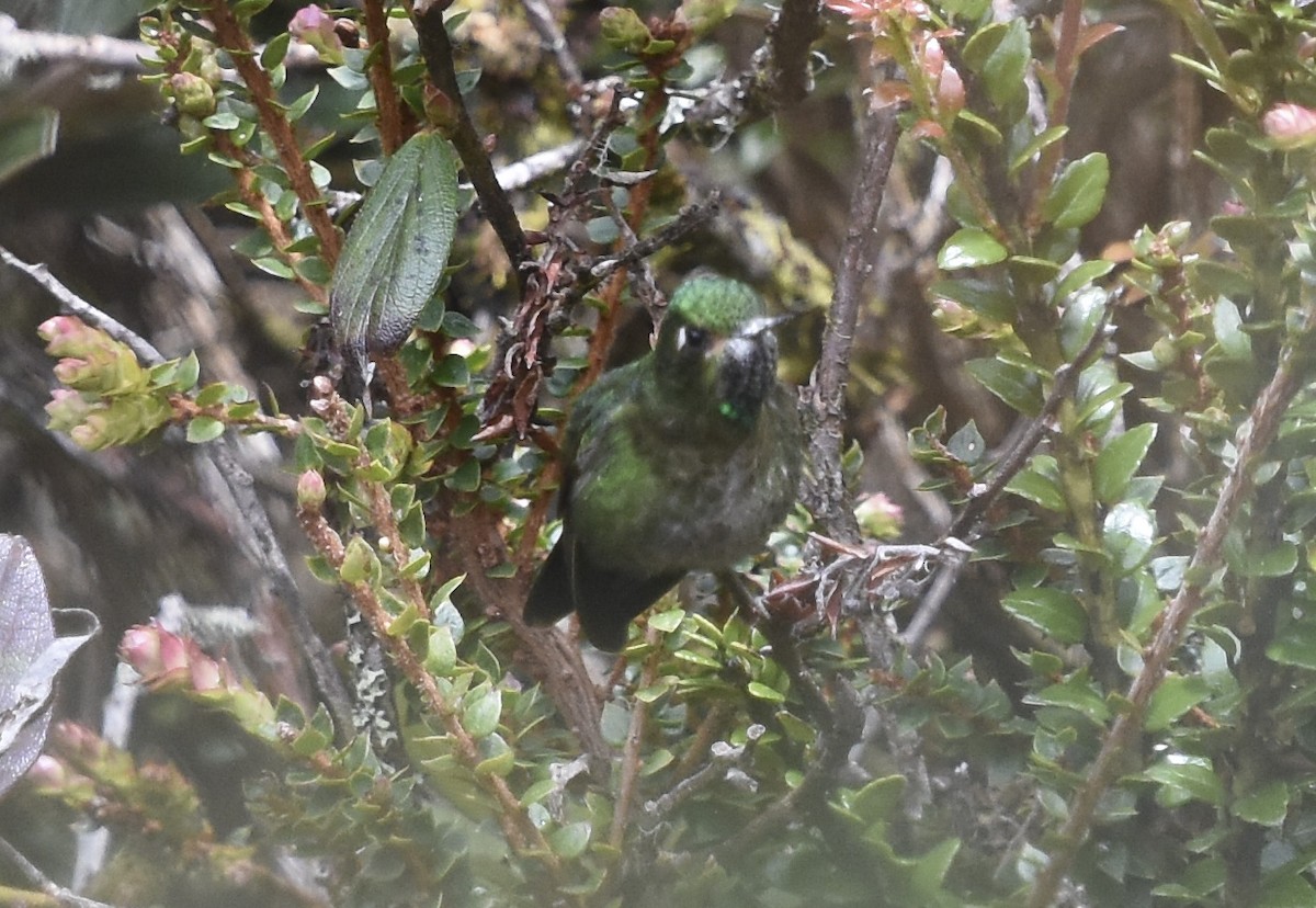 kolibřík dřišťálový (ssp. smaragdinicollis) - ML613070215