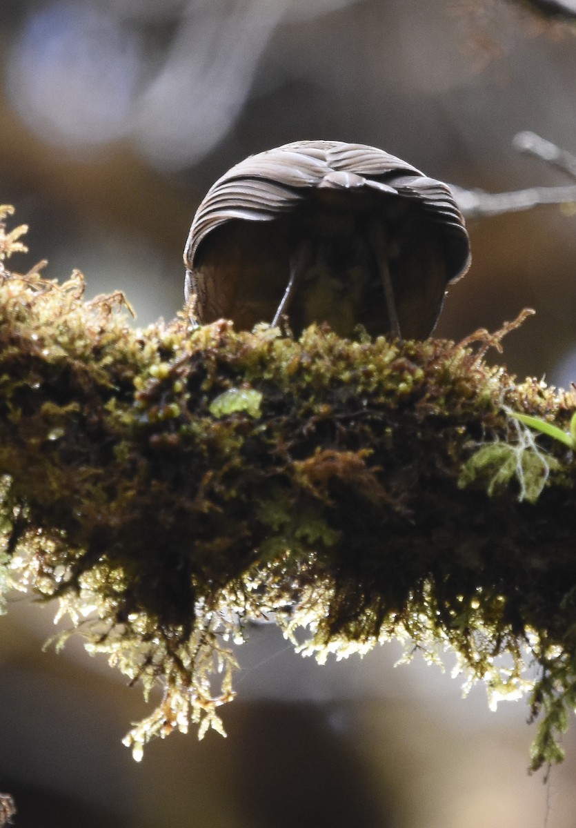 Chachapoyas Antpitta - ML613070232