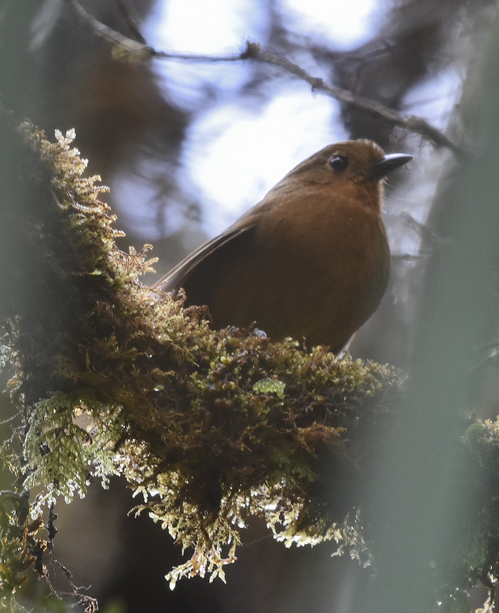 Chachapoyas Antpitta - ML613070233