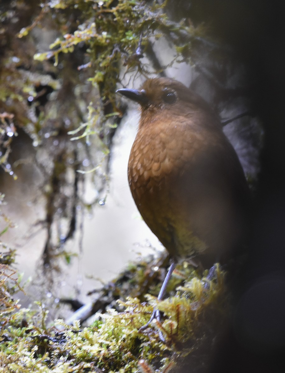 Chachapoyas Antpitta - ML613070234