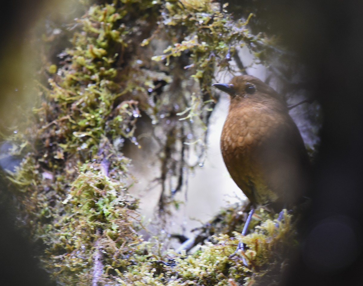 Chachapoyas Antpitta - ML613070235