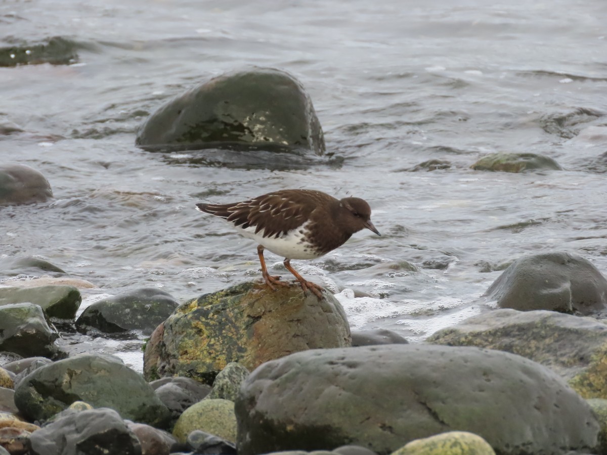 Black Turnstone - ML613070245