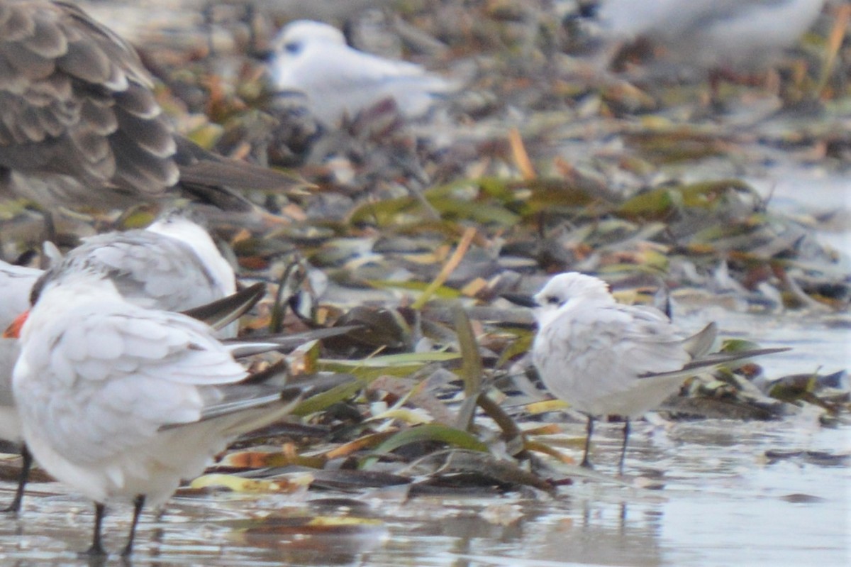 Gull-billed Tern - ML613070430