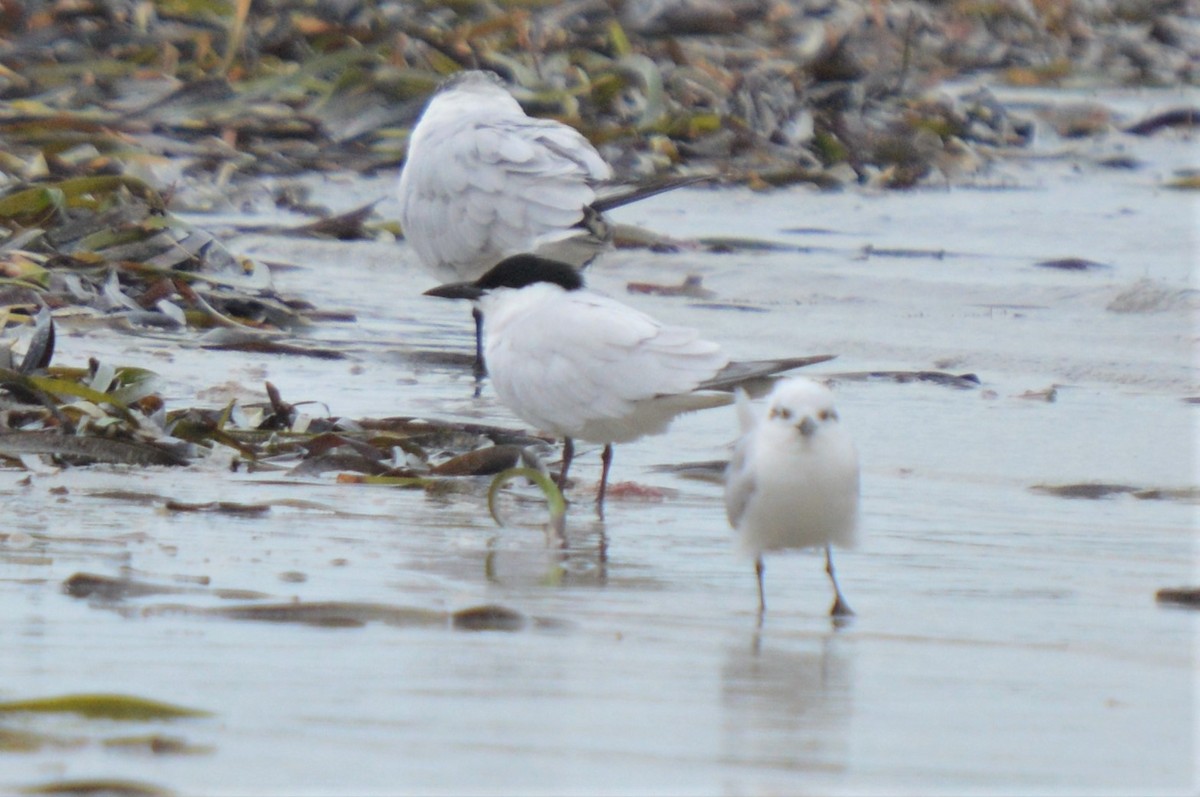 Australian Tern - ML613070434