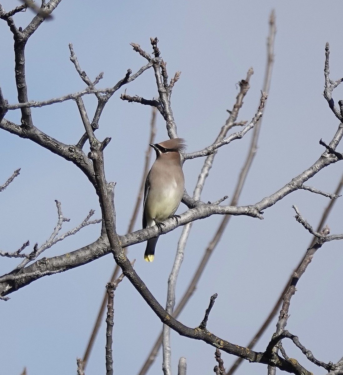 Cedar Waxwing - ML613070449