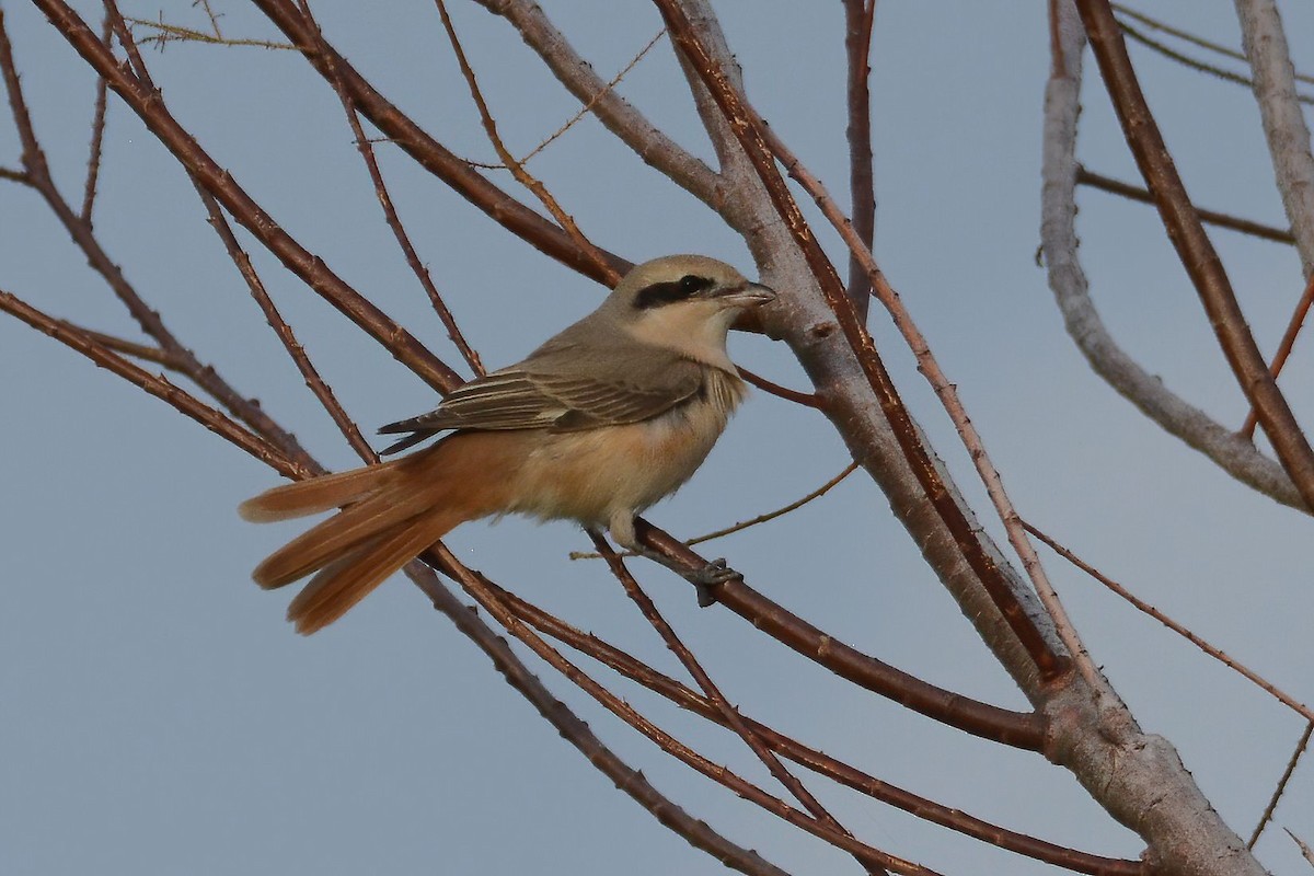 Isabelline Shrike - ML613070455