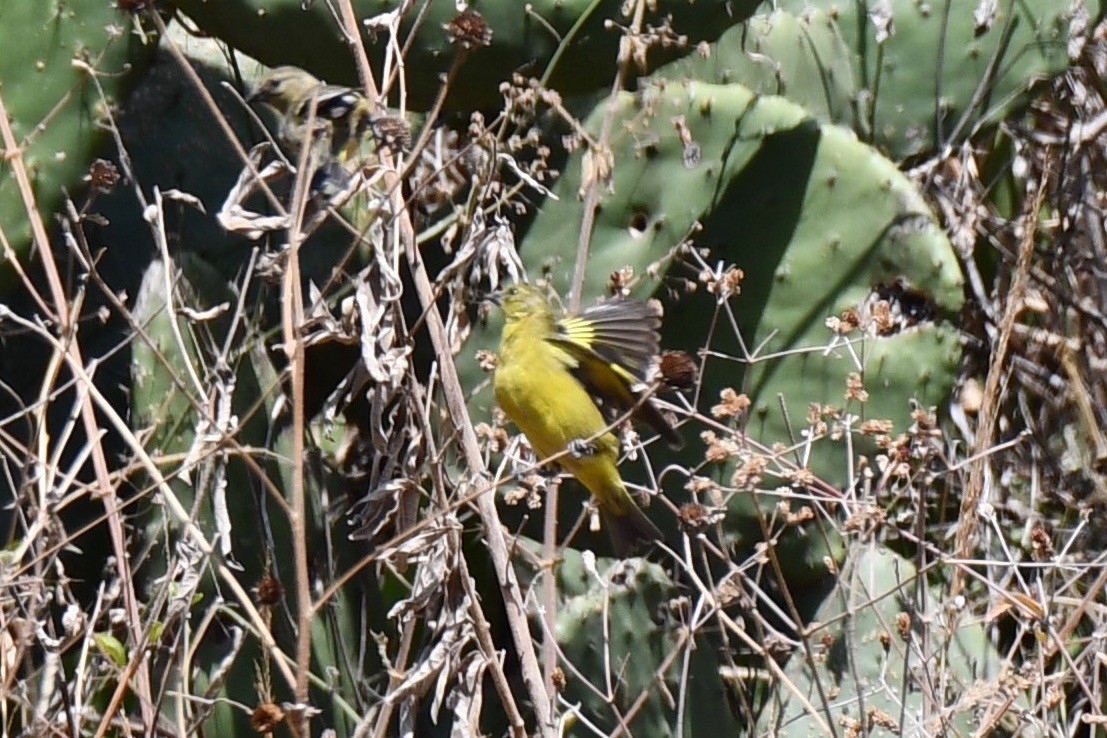 Olivaceous Siskin - ML613070469