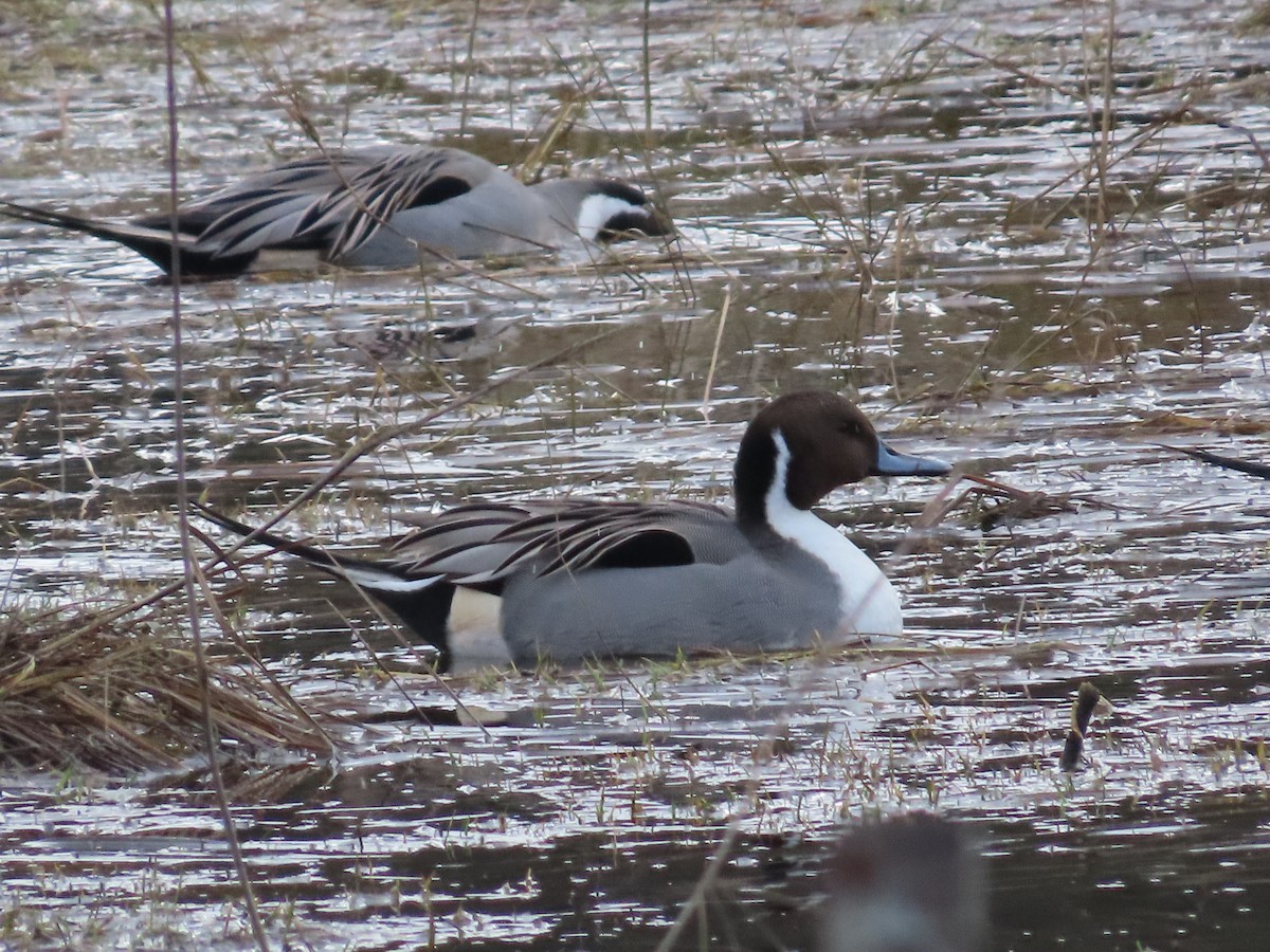 Northern Pintail - Suzanne Beauchesne