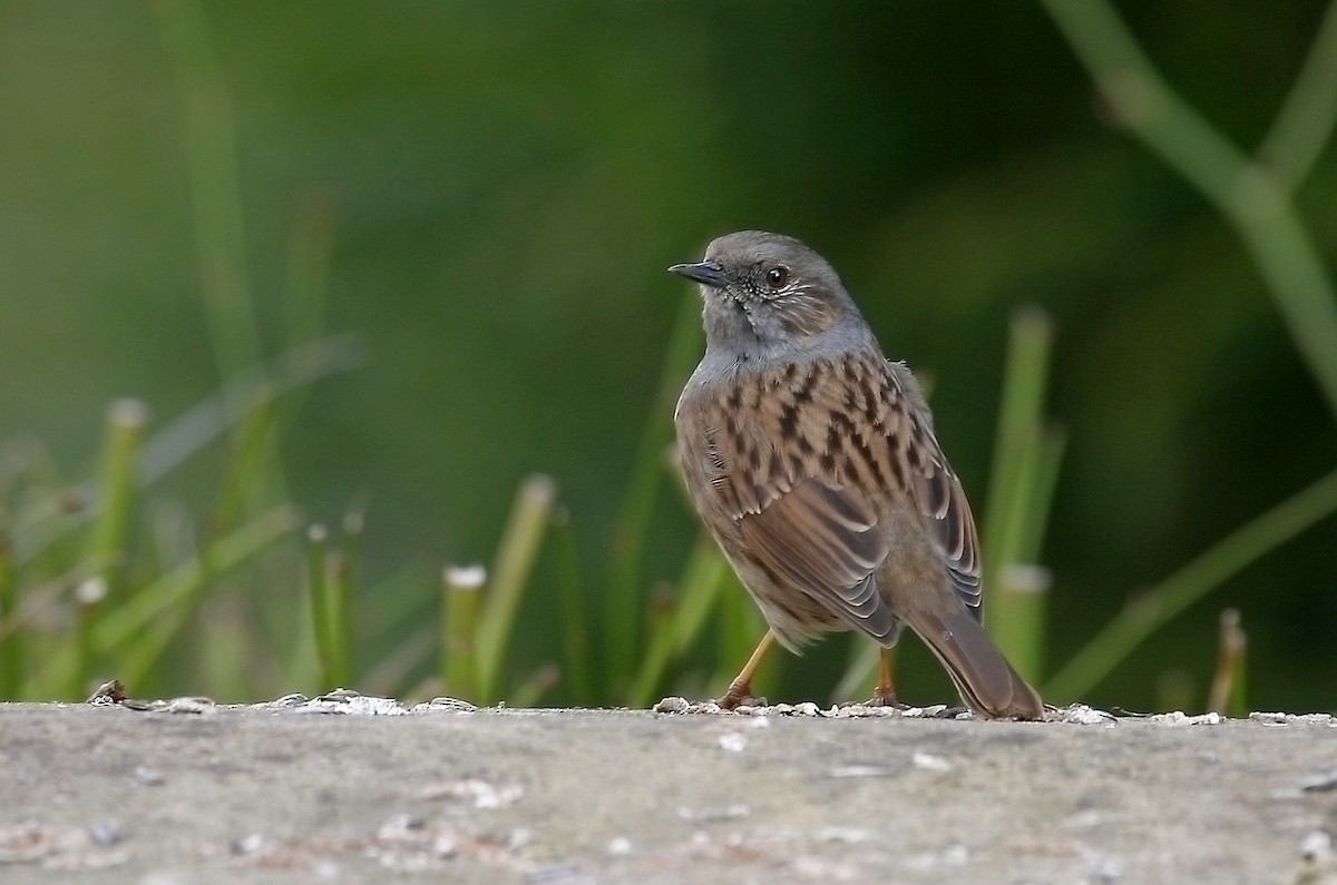 Dunnock - ML613070594