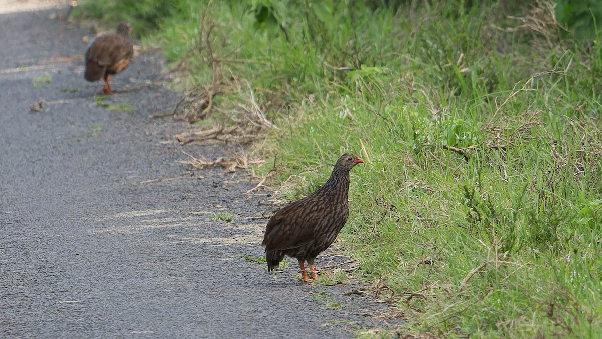 Scaly Spurfowl - ML613070602