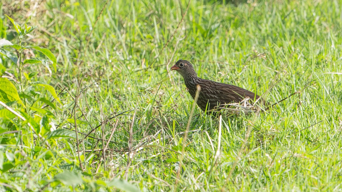 Scaly Spurfowl - ML613070603