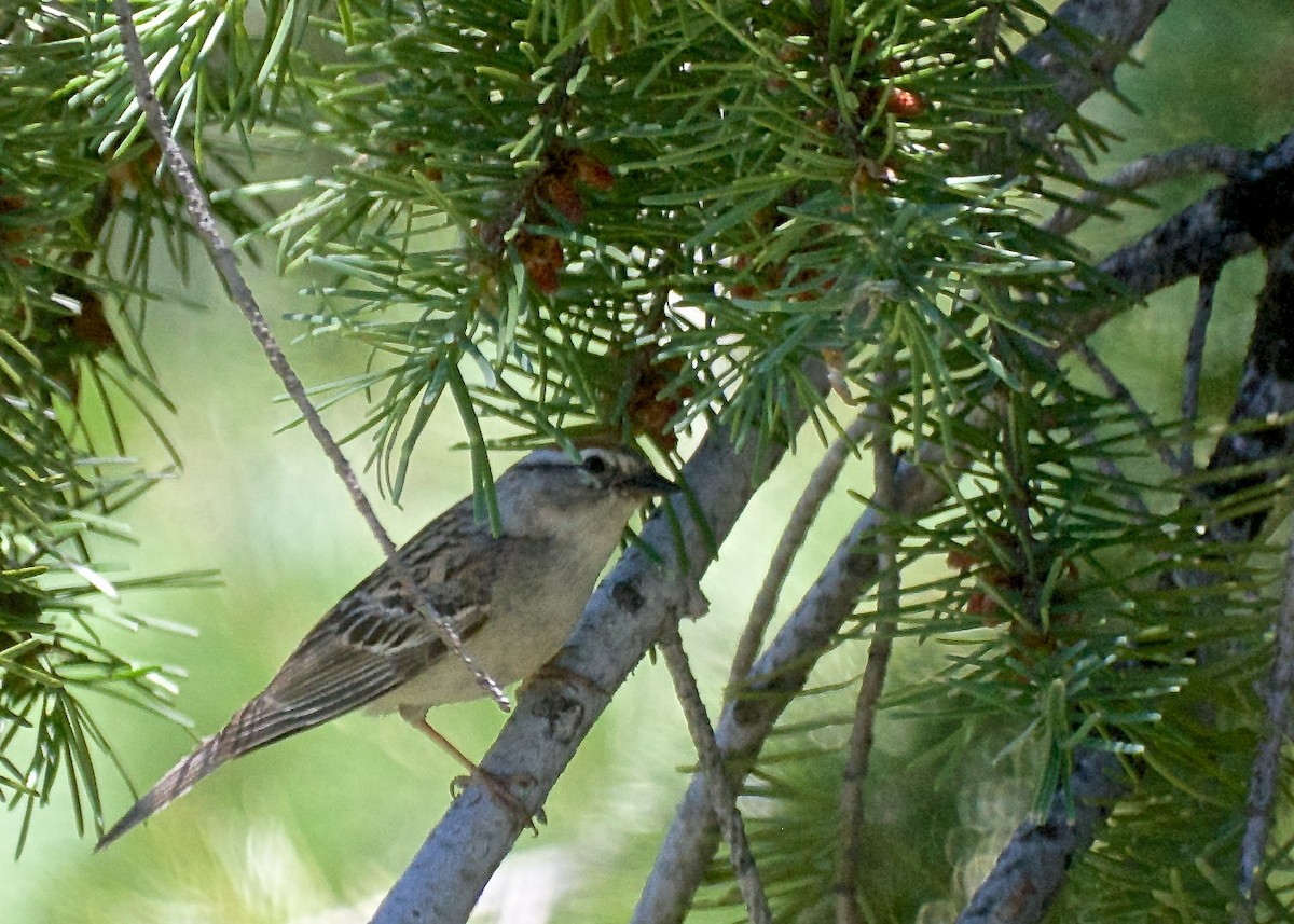 Chipping Sparrow - ML61307061