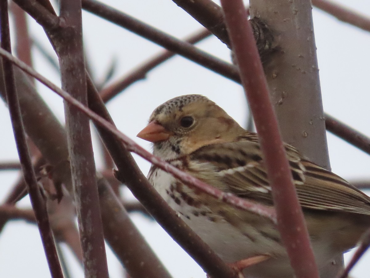 Harris's Sparrow - ML613070652