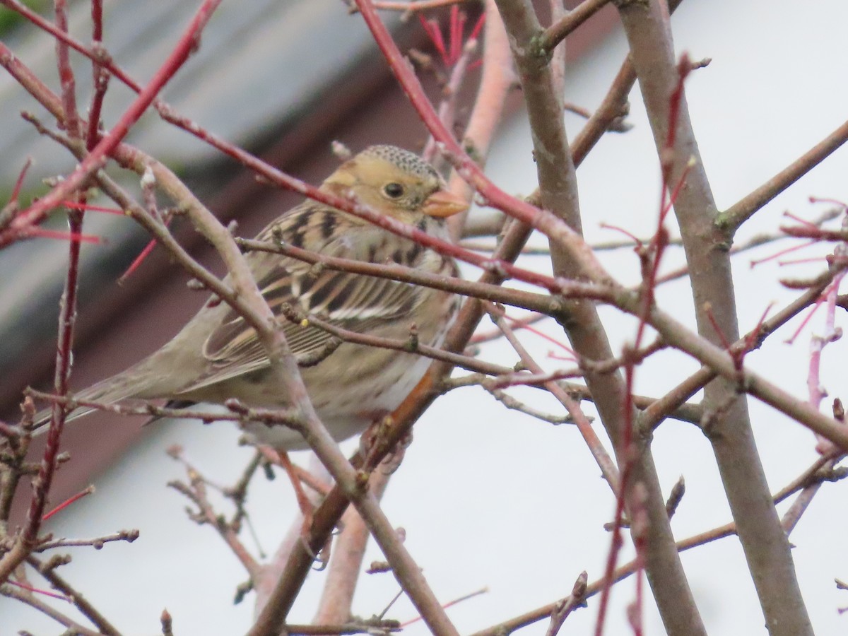 Harris's Sparrow - ML613070653